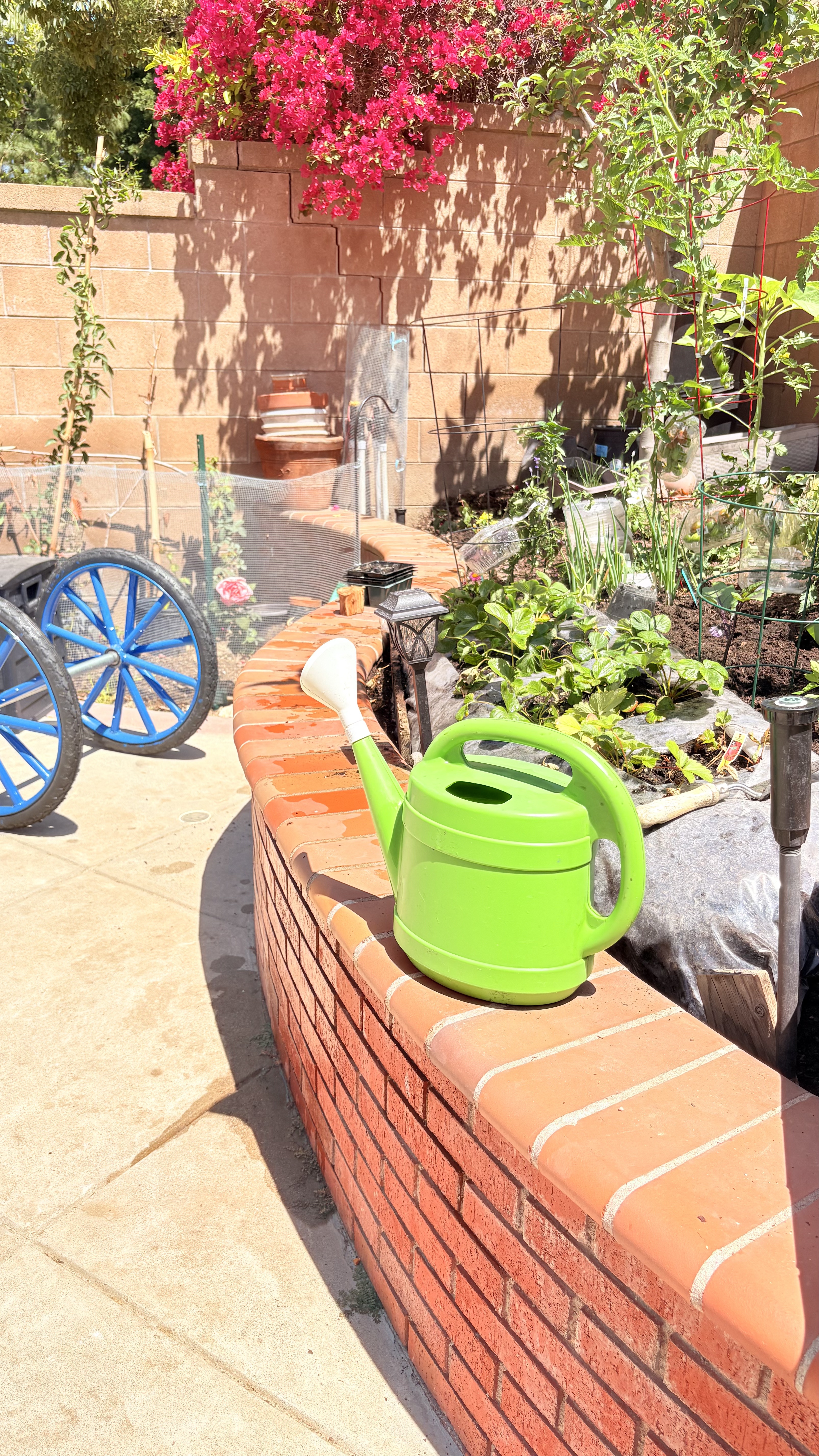 Outdoor free play and movement in a natural yard